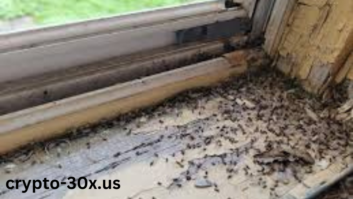 termites on window sill